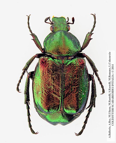 Gnorimus nobilis nobilis, femmina